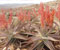 1-Socotran-alone-large-20091111-222227.jpg