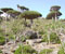10-Dracena-cennabari-large-20091111-224937.jpg