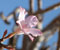 4-adenium-blossom-large-20091111-224754.jpg