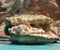 7-frankinsenc-large-20091111-225122.jpg