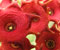 9-Socotran-Caralluma-large-20091111-225224.jpg