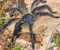 03-Tarantula-large-20091112-081133.jpg