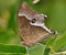05-Charaxes-Balfouri-large-20091112-081321.jpg