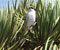 06-Grey-shrik-large-20091112-081352.jpg