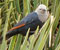07-Female-somali-large-20091112-081417.jpg