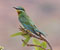 08-Blue-Cheked-bee-large-20091112-081444.jpg