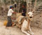 6_Harvesting-thedates-large-20091112-083729.jpg