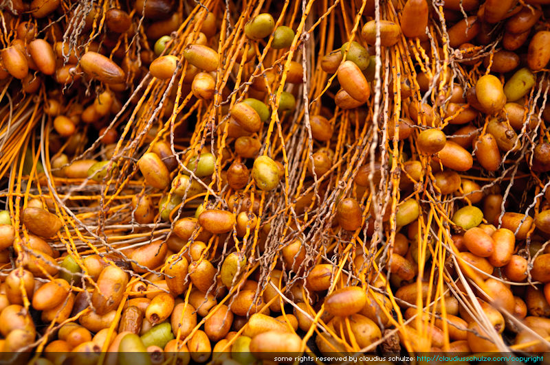 Dates-20110128-132535.jpg