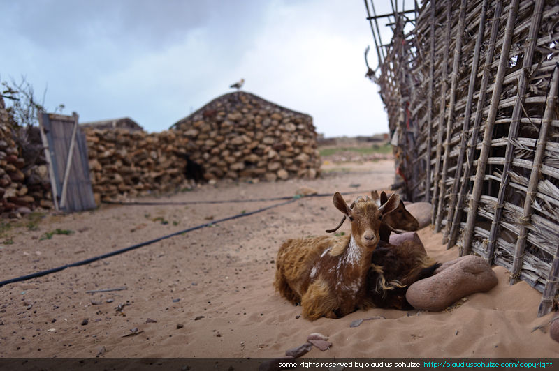 Goats-20110128-132643.jpg