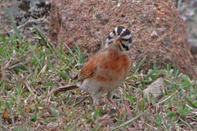 Socotra Bunting