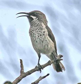 Socotra Grosbeak